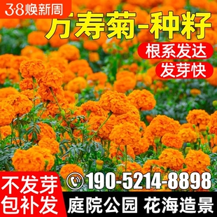 万寿菊种子四季花籽野花组合花种籽旱金莲重瓣虞美人蒲公英金鸡菊