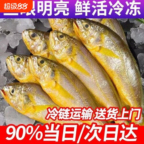 新鲜小黄花鱼海捕鲜活冷冻小黄鱼2斤5斤深海鱼海鲜水产商用批发