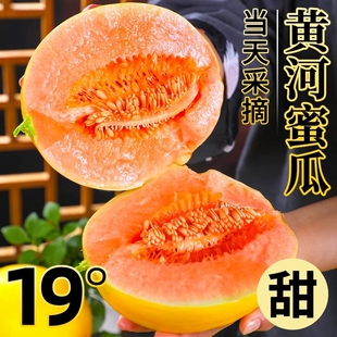 正宗黄河蜜瓜甜瓜新鲜水果应当季整箱包邮黄金脆香瓜哈密甘肃民勤
