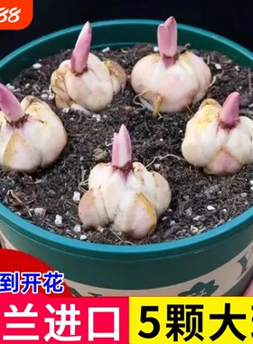 进口香水百合种球四季开花室内外阳台多头百合耐寒好养重瓣种植