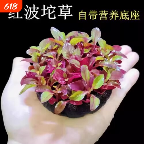 鱼缸红波坨草中后景自带底座活体水草淡水懒人造景易活植物水培