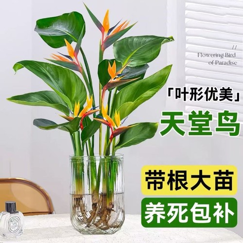 天堂鸟水培植物客厅绿植盆栽