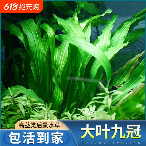 大叶九冠鱼缸造景专用阴性水草