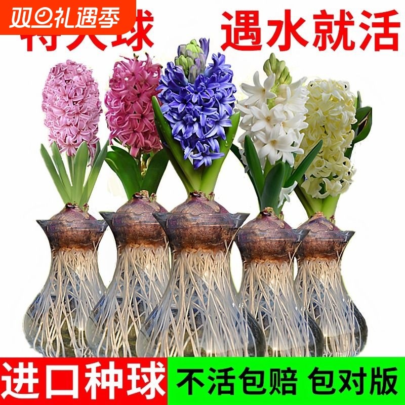风信子种球水培植物四季耐寒水养冬季活室内花卉盆栽开花大花种植