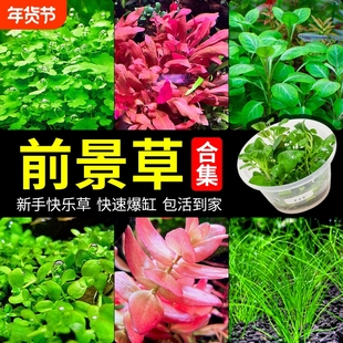 鱼缸前景草水草植物爬地矮珍珠真草造景阴性无菌杯牛毛草迷你矮