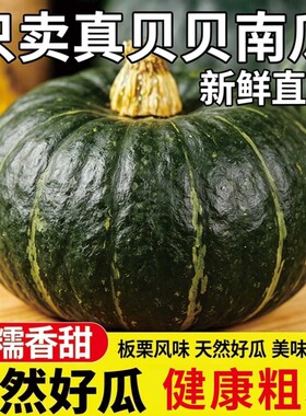 云南真贝贝南瓜小宝宝辅食粉糯正宗新鲜整箱批发正宗香甜产地直发