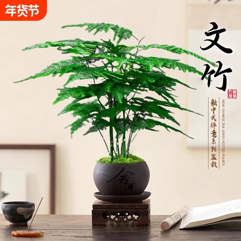 文竹创意舍得盆绿纱盆桌面小盆景办公室茶桌绿植盆栽中式禅意风,鲜花速递/花卉仿真/绿植园艺,绿植,淘宝优惠券,粉丝福利购,淘宝优惠卷