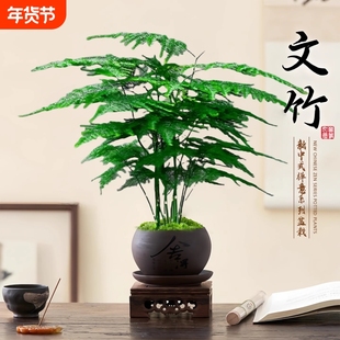 文竹创意舍得盆绿纱盆桌面小盆景办公室茶桌绿植盆栽中式禅意风