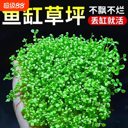 爬地矮珍珠水草网片净化水质