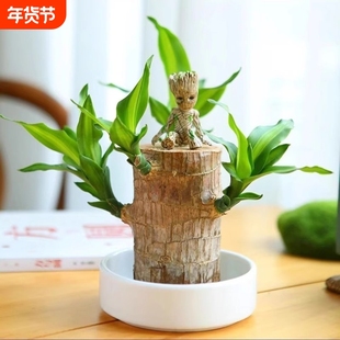 巴西木格鲁特水培养幸运木带芽开花卉室内桌面办公室绿植盆栽客厅