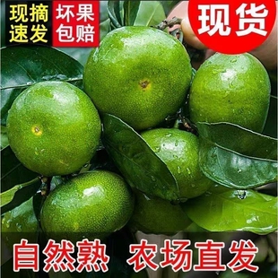 云南青皮蜜橘青皮橘子桔子无籽新鲜现摘蜜桔酸甜当季孕妇水果大果