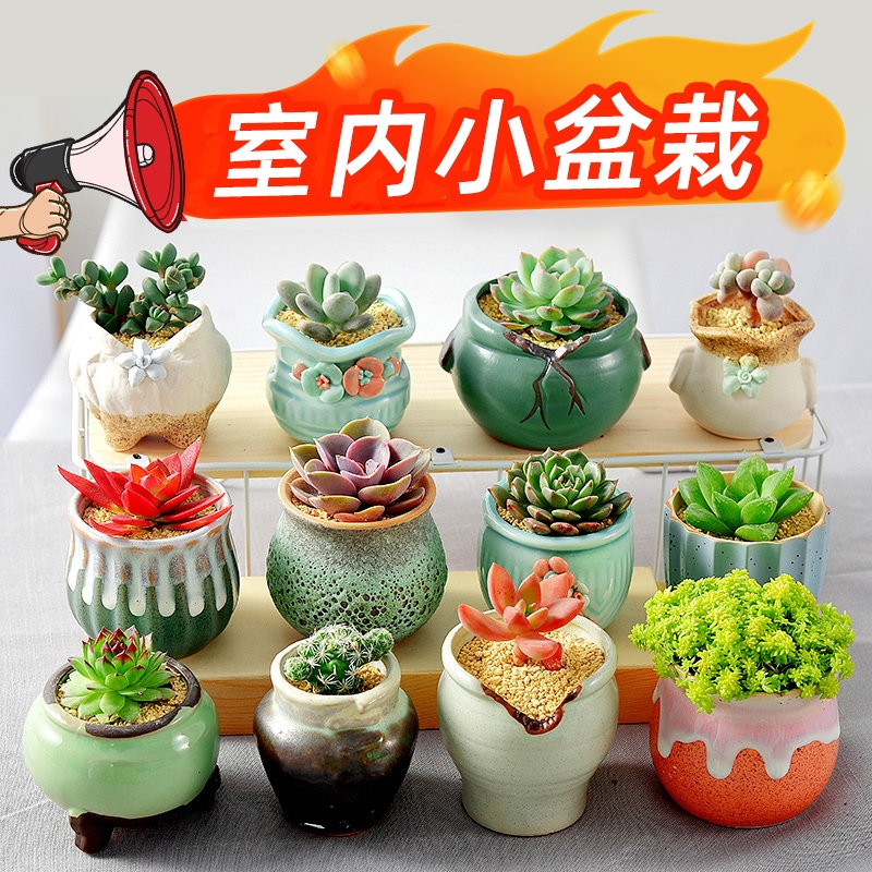 多肉植物室内小盆栽大颗好养陶瓷盆带土组合批发仙人掌球绿植花卉