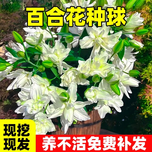 百合花种球进口香水百合多季花卉植物室内鲜花盆栽花种子开花好养