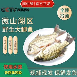 微山鲫鱼新鲜活鱼现杀淡水原生态小河鱼下奶炖汤冷冻水产整条到家