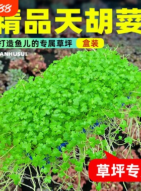 天胡荽水草网片|342人收藏