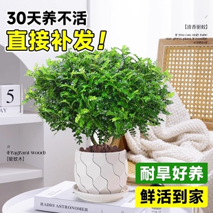 正宗清香胡椒木盆栽花卉室内外驱蚊草植物树苗老桩盆景九里香绿植