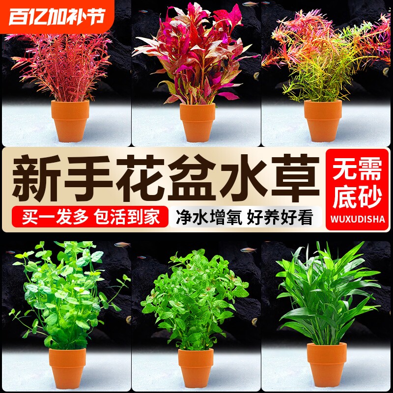 水培植物小花盆鱼缸水草造景专用蜈蚣草真草阴性净水定植水草水质