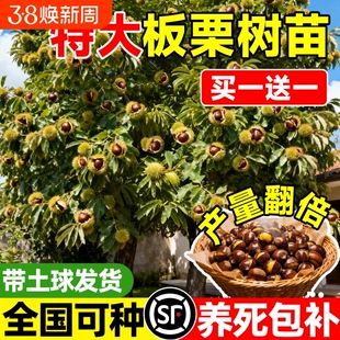 板栗苗树南方北方种植板栗树嫁接苗庭院当年结果板栗树果苗特大号