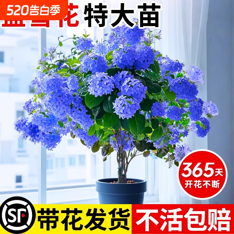 蓝雪花苗盆栽阳台观花耐热好养植物花园庭院爬藤攀援花藤本白雪花