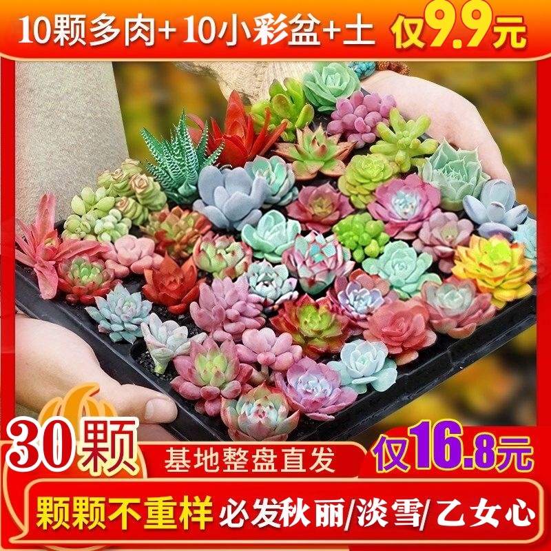 精品多肉植物绿植组合盆栽花卉家居装饰迷你摆件组合人造盆栽盆景