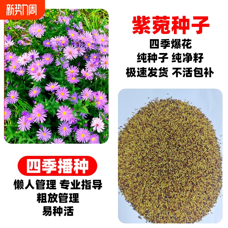 紫菀种子多年生庭院室外阳台盆栽春秋播种开花高山青苑返魂花草籽