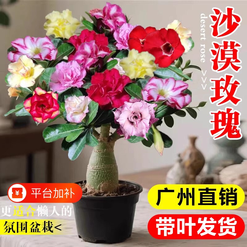 沙漠玫瑰盆栽重瓣多色花苗室内鲜花盆景老桩绿植阳台庭院多肉植物