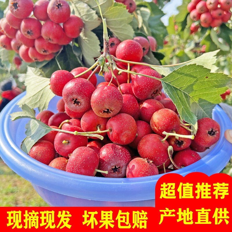 5斤新鲜山楂果头茬红果做冰糖葫芦雪球红棉球当季水果酸甜大果1斤