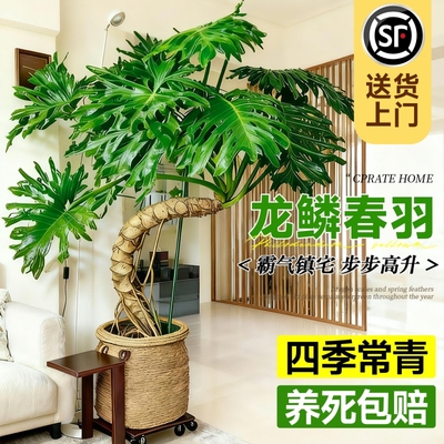 龙鳞春羽老桩室内大型盆栽