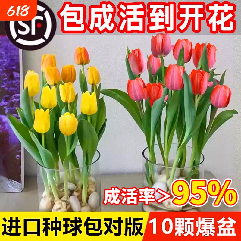 郁金香种球水培花卉盆栽植物四季好养活土培进口种子耐寒开花