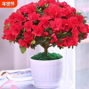 四季杜鹃花盆栽红杜鹃花树苗老桩长寿花卉室内客厅开花植物好养