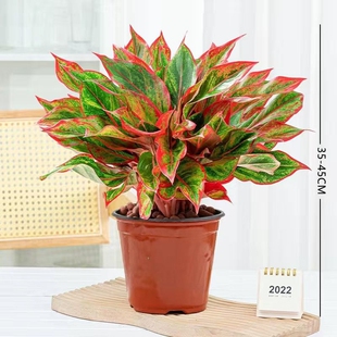 万年红盆栽花卉植物如意皇后观叶绿植四季室内好养