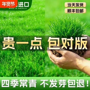 草坪草籽种子四季常青狗牙根马尼拉庭院矮生地毯草黑麦草草籽绿化