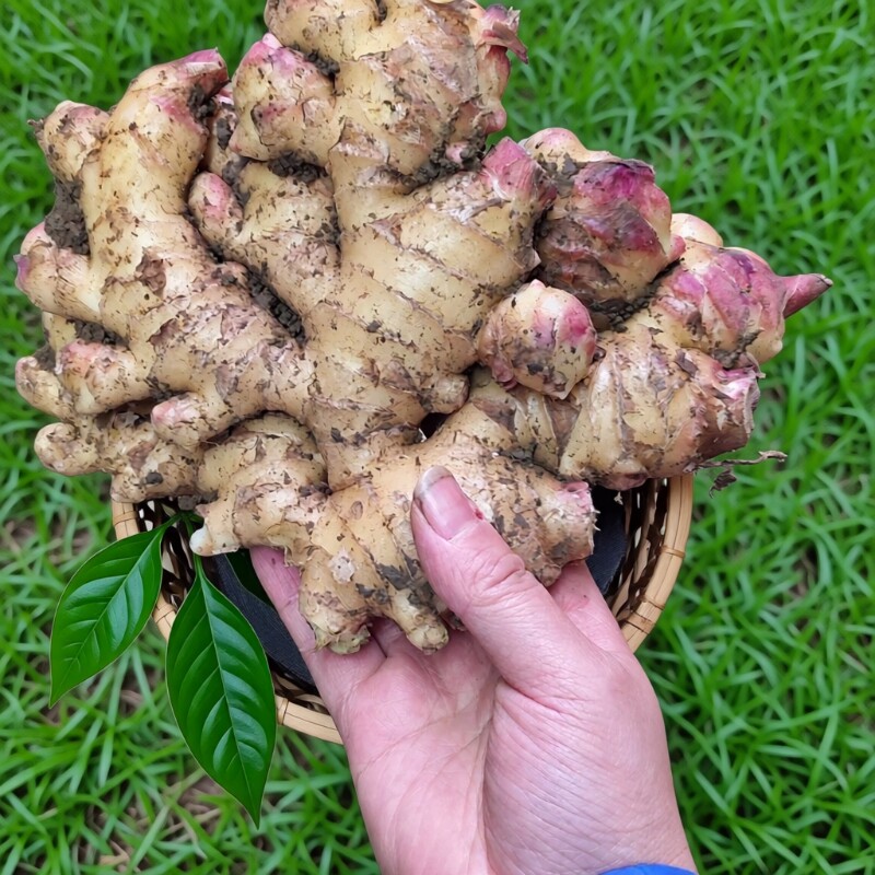 云南高山小黄姜老姜新鲜辛辣农家自种山地老辣生姜片姜汁食用