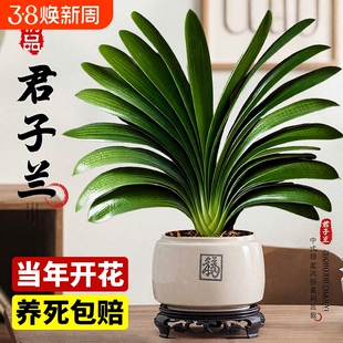 特大号君子兰盆栽名贵国宝级年宵花卉绿植物室内客厅四季好养盆景