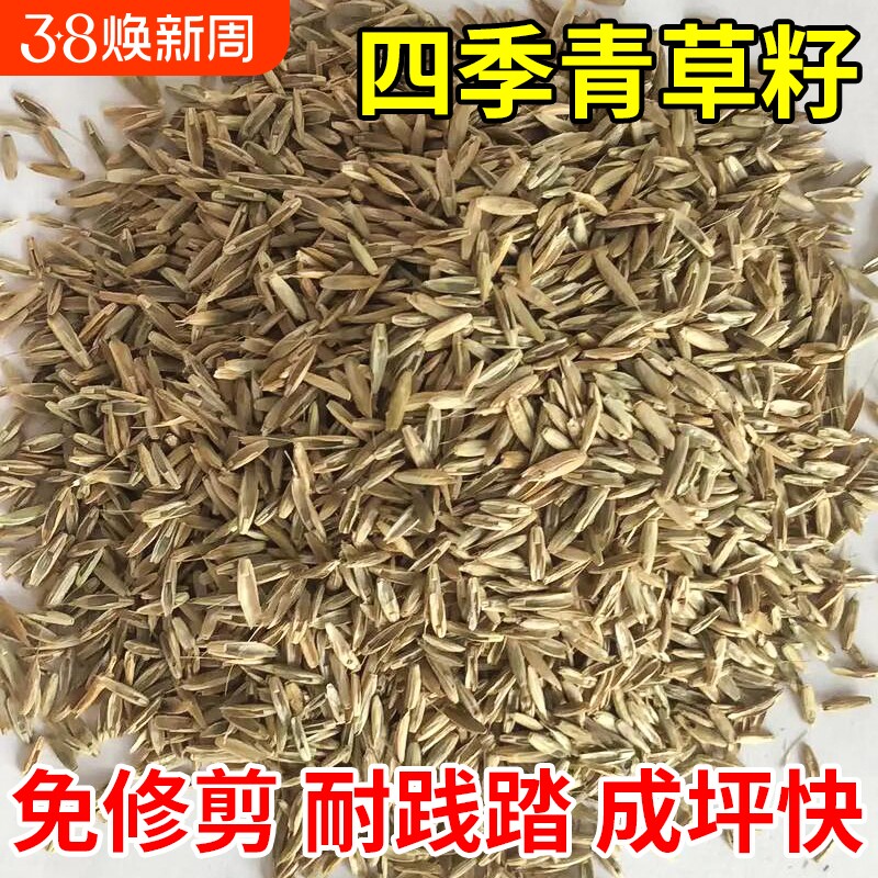 四季青草籽进口矮生耐寒耐旱耐践踏庭院别墅小区公园绿化草坪种子