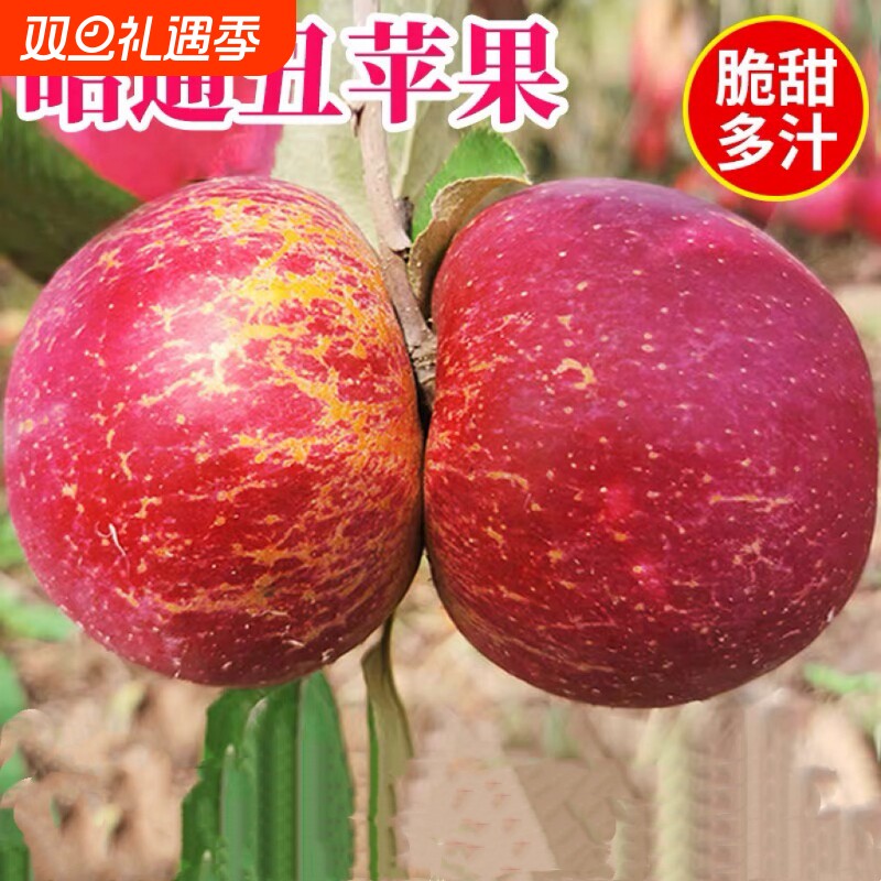 正宗云南昭通丑苹果应当季新鲜水果脆甜冰糖心红露红富士萍果果园