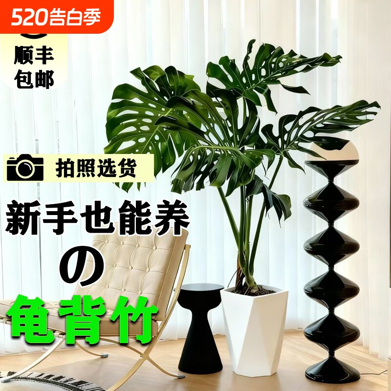 龟背竹客厅大盆栽室内客厅大叶老桩植物电视柜旁边大型绿植落地