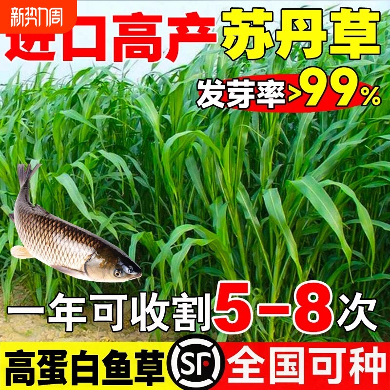 苏丹草种子专用草种高丹草籽四季牧草鱼草种籽玉米种植高粱高产