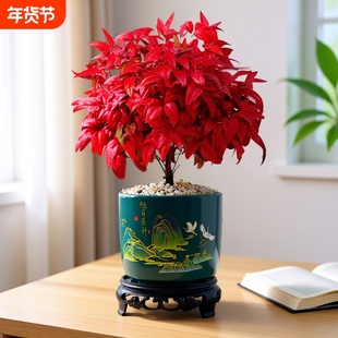 南天竹盆景冬季耐寒植物室内外阳台庭院四季好养火焰桌面办公桌