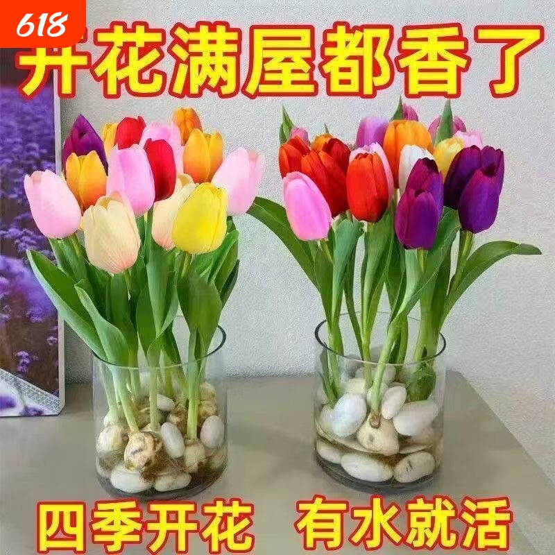 郁金香种球水培套装玻璃瓶耐寒多年生四季种植风信子盆栽花卉阳台