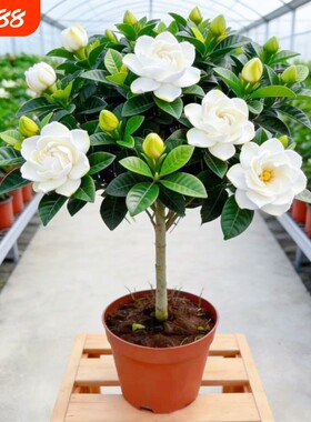 独杆棒棒糖牡丹栀子花盆栽花卉植物室内浓香型树苗好养客厅带花苞