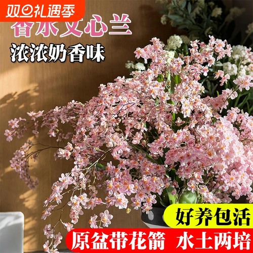 文心兰带花苞水培好养室内花卉绿植桌面盆栽阳台客厅香水开花冬季