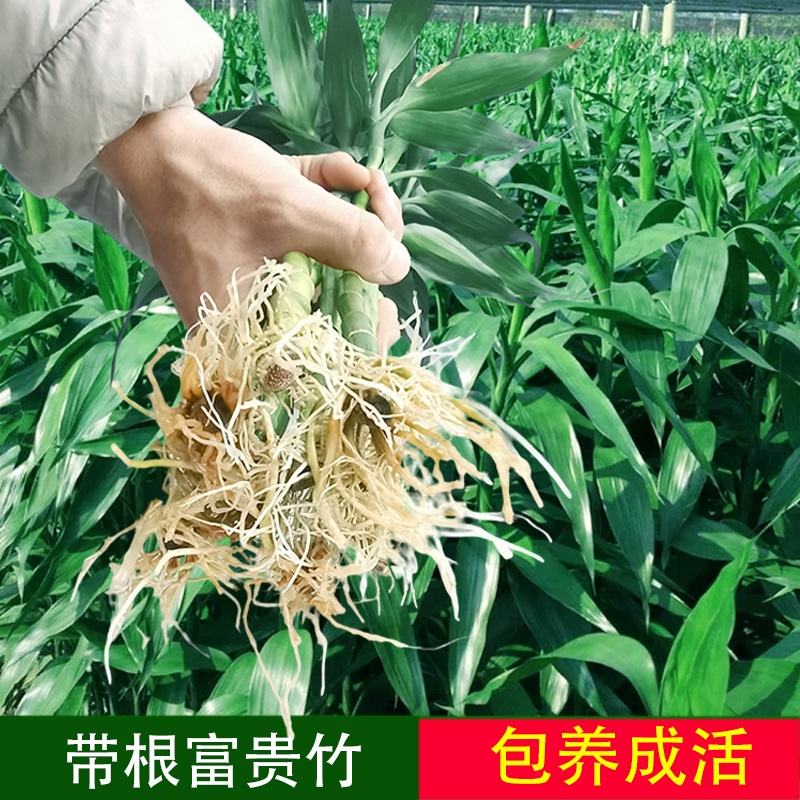 富贵竹水培植物水养带根观音竹绿萝竹子绿植盆栽植物室内花瓶客厅