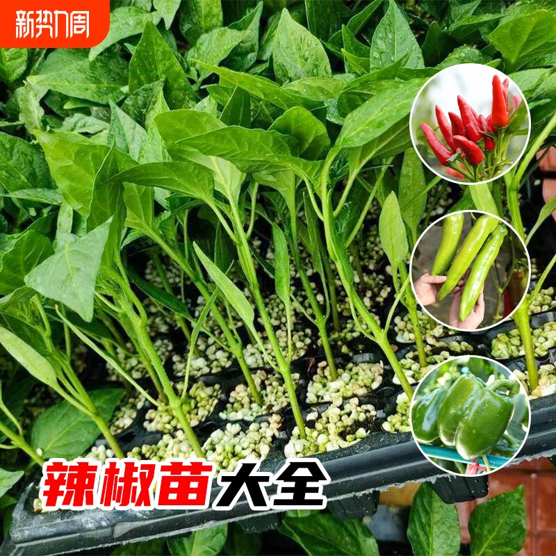 薄皮泡椒种籽子苗子辣椒种苗春季四季菜蔬菜种孑皱皮虎皮椒秧樟树