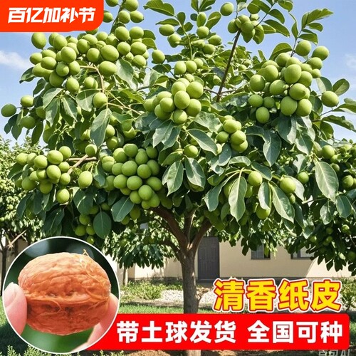 薄皮核桃苗树嫁接苗纸皮特大核桃树苖南北方四季种植当年结果树苗