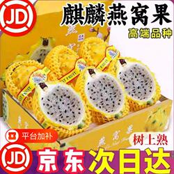 海南特产麒麟燕窝果冰糖彩箱正宗海南大果罕见黄皮火龙果礼盒装