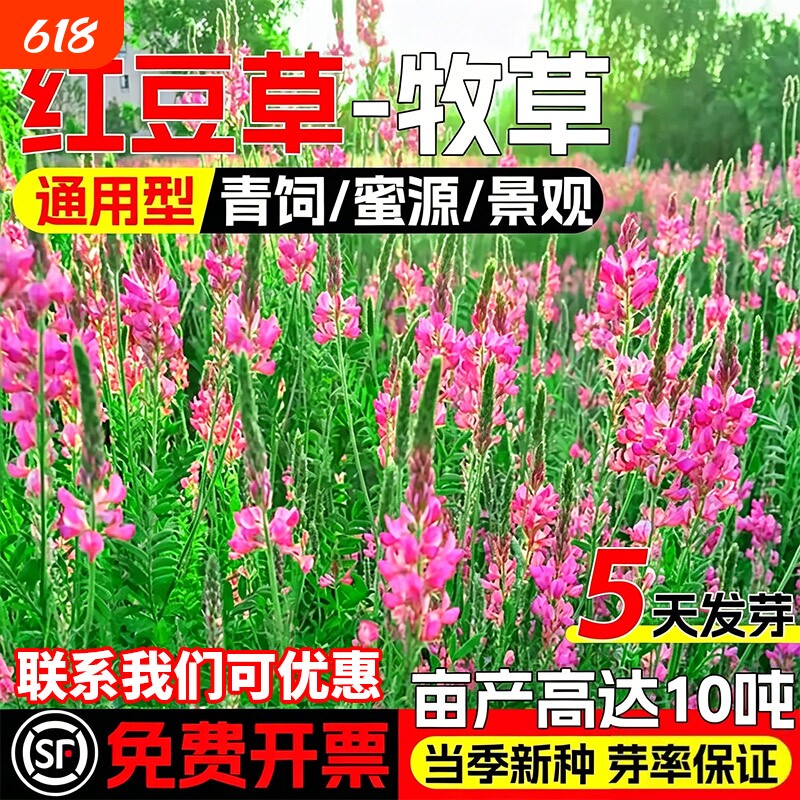 红豆草种子果园绿肥青饲蜜源景观绿化高产牧草耐盐碱护坡固土草籽