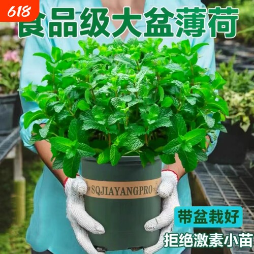 薄荷食用泡水驱虫薄荷盆栽