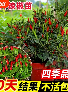 辣椒苗秧苗小米辣魔鬼朝天椒苗种子籽薄皮青椒四季蔬菜苗盆栽树苗