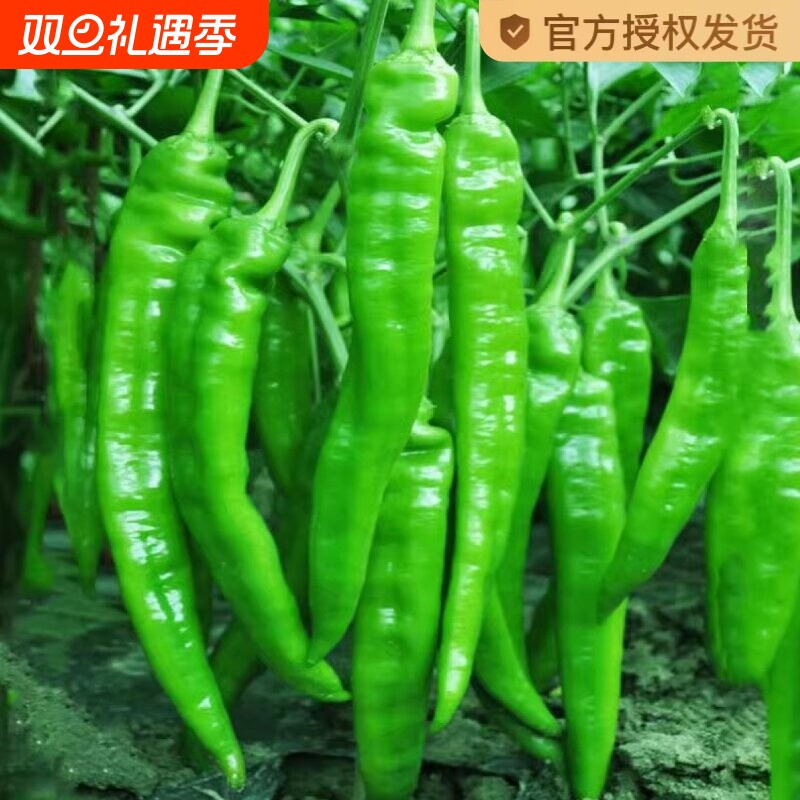 牛角辣椒种籽高产美人椒种子苗青红椒春秋四季蔬菜青椒朝天椒甜椒